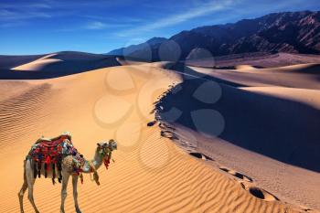 Camel with a blanket and harness in the desert. Sand dune covered with waves of sand