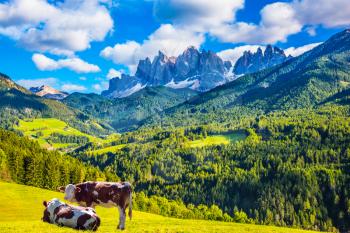 Warm autumn in the Dolomites, the Val de Funes. The concept of ecological tourism. Well-fed cows graze on the green meadows. The valley is surrounded by a dentate wall of dolomite rocks