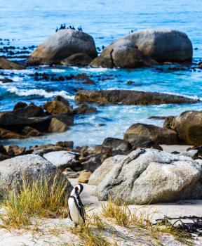  African black-white penguins on the beach of Atlantic Ocean. Boulders Penguin Colony in the Table Mountain National Park.  The concept of ecotourism