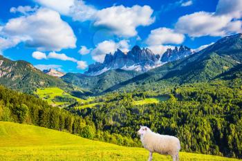  Concept of rural ecotourism Warm autumn in the Val de Funes, Dolomites. Well-fed sheep is graze on the green meadows of the mountain valley