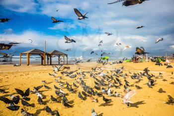 The windy January day in the Mediterranean. A large flock of pigeons taking off from a sandy beach