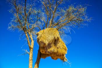 Travel to Namibia, Africa. Huge colony of weaver birds. Jack arranged on a tree next to the road
