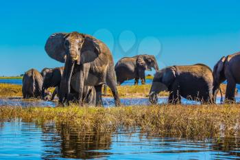 Large herd of elephants with calves come to drink. Botswana National Park Chobe on the river Zambezi