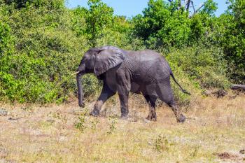 Watering large animals in the Okavango Delta. Elephant - loner. Fascinating journey to Africa. Chobe National Park in Botswana