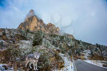 Beautiful wolf standing next to the road. Wet road and pine forest in the mountains are covered with the first snow