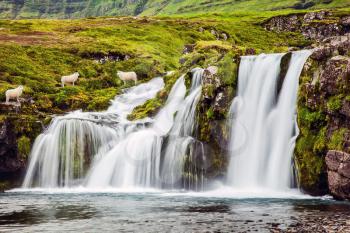 Summer in Iceland. Concept of exotic and extreme tourism. At the foot of the mountain Kirkjoufell cascade falls Kirkjoufellfoss. Farmer's sheeps grazing in the grass
