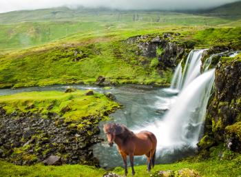 Summer in Iceland. Concept of exotic and extreme tourism. At the foot of the mountain Kirkjoufell cascade falls Kirkjoufellfoss. Farmer's horse grazing in the grass