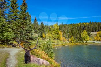 Magnificent noble deer with branched horns resting by the lake. Golden Autumn in Canada. The picturesque lake in the Rocky Mountains. The concept of ecological and active tourism