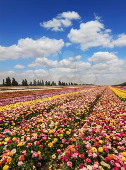 Israeli kibbutz in the south. Magnificent flower carpet of colorful garden buttercups close to the border.  Spring flowering buttercups