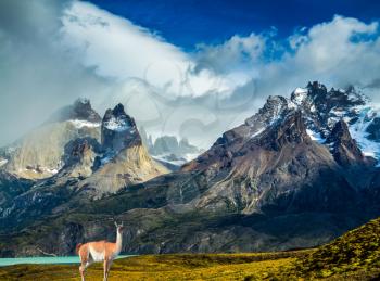 Guanaco at the foot of the cliffs of Los Cuernos. Mountains and rocks in Torres del Paine National Park, Chile. The concept of active and extreme tourism