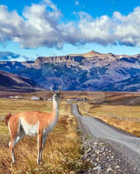 The road to the Argentine lake and the amazing glacier Perito Moreno. The guanaco grazing in the steppe. Argentine Province of Santa Cruz. The concept of active and ecological tourism