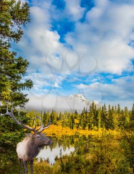 Noble deer with branched horns grazing in dense grass by the lake. Cool autumn morning in the Rocky Mountains. The concept of ecological tourism 