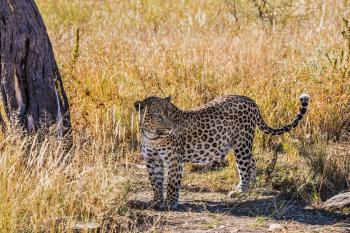  Magnificent spotted african leopard in the savannah in Namibia. The concept of exotic and extreme tourism
