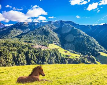 Warm autumn day in the Val de Funes, Dolomites. Sleek horse resting in the tall grass. Concept of rural ecotourism