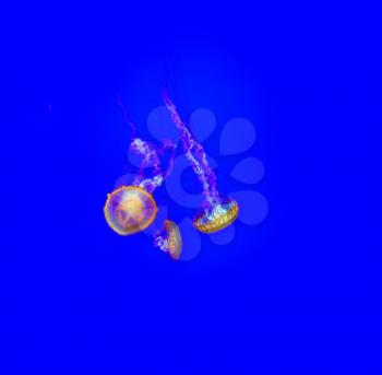 Charming decorative little jellyfishes in blue water. Magic underwater aquarian world