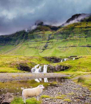 Summer in Iceland. Concept of exotic and extreme tourism. At the foot of the mountain Kirkjoufell cascade falls Kirkjoufellfoss. Farmer's sheep grazing in the grass