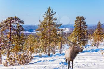  Concept of active and ecological tourism. Reindeer on an edge of the winter forest. Cold winter sunset in the Arctic