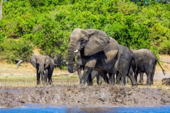 Large herd of African elephants at the watering. The concept of active tourism. River Okavango, Botswana, Chobe National Park