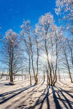 Transparent cold air of birch grove. Winter in the Arctic. Christmas. The cold northern sun is above the horizon. The concept of extreme tourism