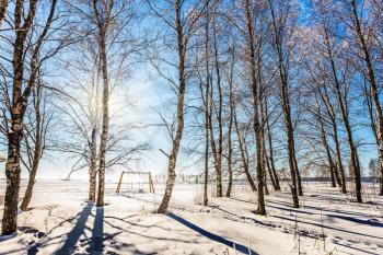 Journey to the fairy tale. Birch Grove woodlands in the Arctic. The cold northern sun is above the horizon