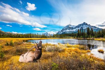 The beautiful nature in northern Rocky Mountains of Canada. Red deer with branched antlers resting in the grass