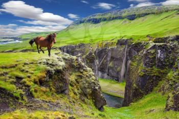 Thoroughbred horse grazes on a cliff. The striking canyon in Iceland. The Icelandic Tundra in July. Bizarre shape of cliffs surround the stream with glacial water
