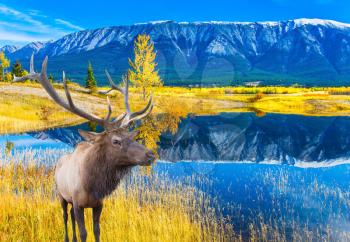 Canadian deer with horns resting on the shore of the lake. Concept of ecological and active tourism. Lake Abraham is the colossal pond in the Rockies of Canada