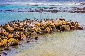 Stone Spit-Peninsula in the Gulf of Ocean. African black-white penguins in Boulders Penguin Colony in the Table Mountain National Park. South Africa. The concept of ecotourism