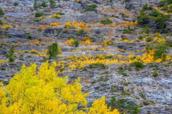 Travel to the Rockies of Canada. Slope of the mountain with green and yellow trees