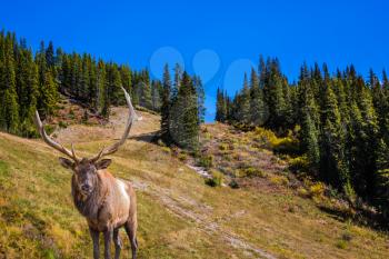 Magnificent noble deer with branched horns grazes on the slope of the mountain. The wooded mountains around lake. Beautiful autumn day. Concept of active and ecological tourism