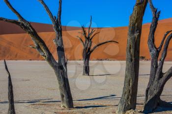 Travel to Namibia, Namib-Naukluft National Park. Dry lake surrounded by orange dunes. Morning long shadows of dry trees