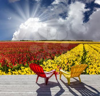 Red and yellow plastic reclining chairs stand next to the flower field. Farmer field for cultivation of garden buttercups - ranunculus. Concept of rural and ecological tourism