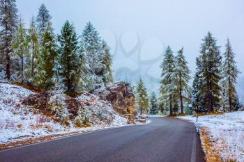 Northern Italy. Fir forest covered with first snow in the Dolomites. Wet road to the pass Giau