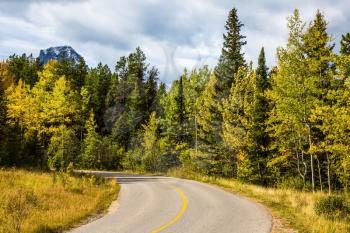 Yellowed slender aspen beside the road adjacent to the green spruce.  The warm Indian summer in Canada. The Rocky Mountains