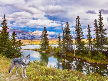 Gray forest wolf stands on the lake shore. Magnificent landscape in the Rocky Mountains. The concept of ecological and active tourism