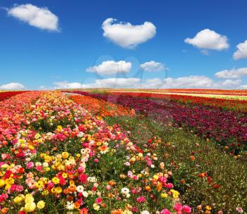 Flowers for export. Field of multi-colored decorative buttercups Ranunculus Bloomingdale. Flowers planted with broad bands of bright colors