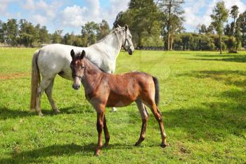  Riding school and breeding of thoroughbred horses. White horse with the foal. Green lawn for walking of Arabian horses
