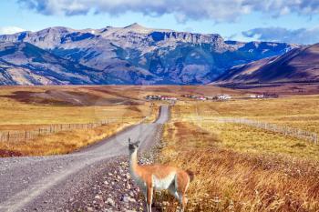 Argentine Province of Santa Cruz. The road to the Argentine lake and the amazing glacier Perito Moreno. Adorable little guanaco grazing in the steppe. The concept of active and ecological tourism
