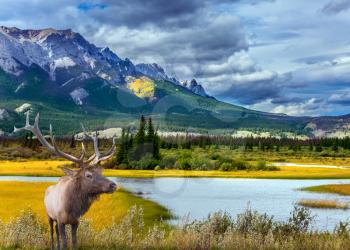 Grandiose landscape in the Rocky Mountains. A noble deer with branched horns graze on the shore of a picturesque lake. The concept of ecological and active tourism