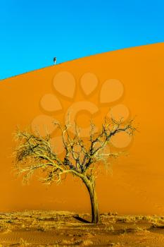  Namibia, South Africa. The concept of extreme and exotic tourism. Giant yellow-orange dune and small lonely tree in the Namib Desert