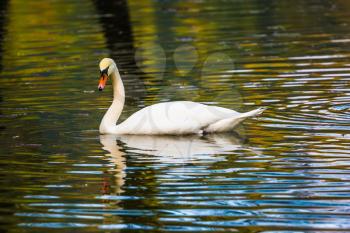 Lonely white swan swims and picturesquely reflects in the smooth calm water. Spring high water. Quiet picturesque lake in Northern Italy. Concept of cultural and ecological tourism
