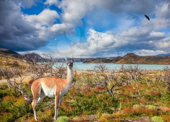 Chile, Patagonia, Torres del Paine Biosphere Reserve. Attentive guanaco on the lake