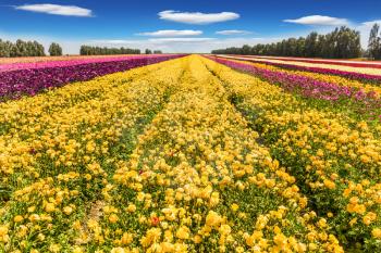 The huge field of spring garden buttercups. Long stripes of yellow, red and purple flowers. Clouds fly in the blue sky. Concept of rural and ecological tourism
