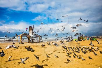 The noisy flock of pigeons taking off in fright from sandy beach. The windy January day in the Mediterranean 