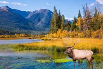 The big red deer with branchy horns is grazed on bank of the lake. Indian summer in the Rocky Mountains of Canada.  The concept of eco-tourism