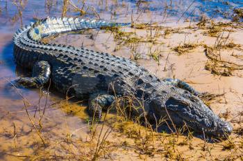  Chobe National Park in Botswana. Crocodile. The concept extreme tourism  in the Okavango Delta