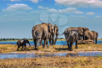Herd of African elephants crossing shallow river. Watering in the Okavango river. Chobe National Park in Botswana