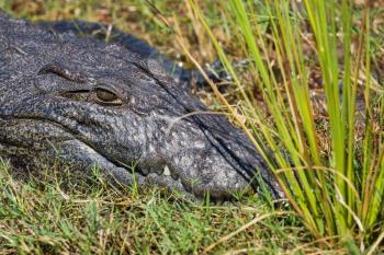 Crocodile. Chobe National Park in Botswana. The concept of exotic tourism  in the Okavango Delta. 