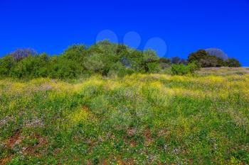 Scenic carpet of spring flowers and fresh herbs. Israel. Legendary Golan Heights in a beautiful sunny day