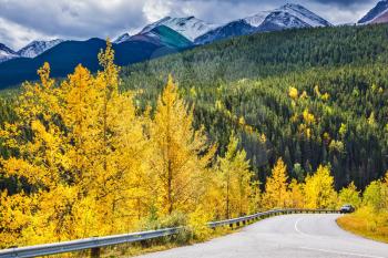  Yellowed slender aspens near the road adjacent to the green spruce. The magnificent Rocky Mountains in Canada. The warm Indian summer in October